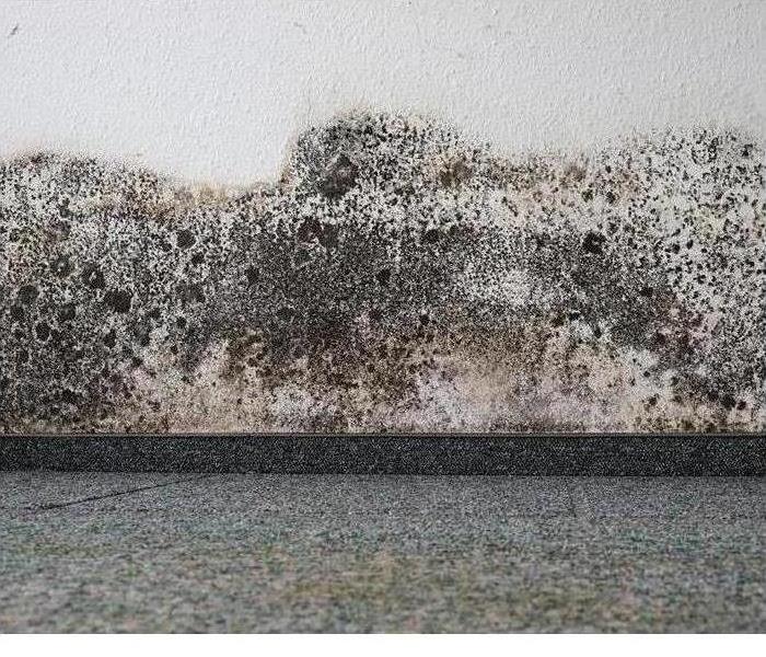 Microbial growth on wall